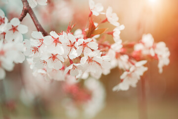 Spring nature blossom flowers background. Blooming tree for easter and spring greeting cards