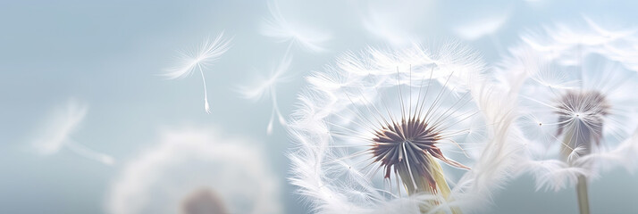 white dandelion on a white background,The simplicity and purity of the ethereal and tranquil essence of this charming botanical condolence, grieving card, loss, funerals, support