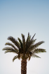 A single palm tree stands tall against a clear blue sky, epitomizing the tranquil Mediterranean climate