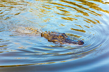 Swamps of Louisiana. The alligator