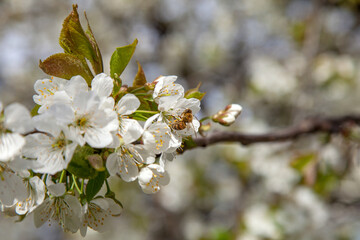Obraz premium Close up view of working honeybee on white flower of sweet cherry tree. Collecting pollen and nectar to make sweet honey.