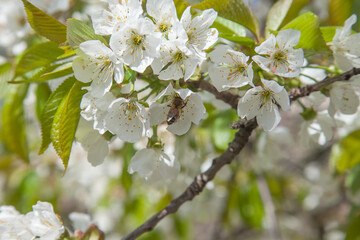 Obraz premium Close up view of working honeybee on white flower of sweet cherry tree. Collecting pollen and nectar to make sweet honey.