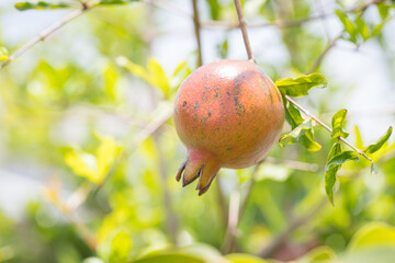 Pomegranate growing in the garden