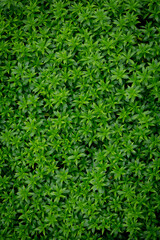 Green image of a tree planted as a bush in the garden. Looking at it, it feels comfortable and refreshing. It makes me feel close to nature and relieves fatigue.