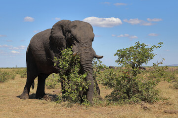 Obraz premium Afrikanischer Elefant / African elephant / Loxodonta africana