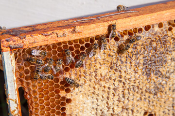 Working bee on the honeycomb with sweet honey..