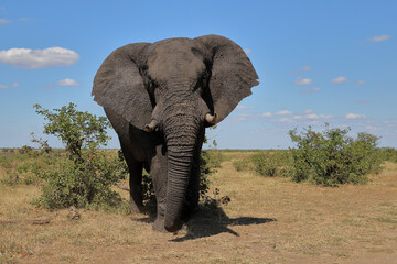 Obraz premium Afrikanischer Elefant / African elephant / Loxodonta africana