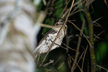 Marbled Frogmouth or Podargus ocellatus seen in Nimbokrang ,West Papua,Indonesia