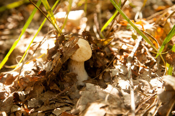 Single Boletus mushroom in the wild. Porcini mushroom grows on the forest floor at autumn season..