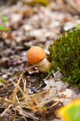 Single red boletus mushroom in the wild. Red boletus mushroom grows on the forest floor at autumn season..
