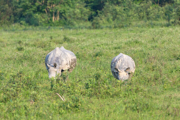 Great indian rhinoceros grazing in Kaziranga National Park,UNESCO world heritage site, assam, India, Asia