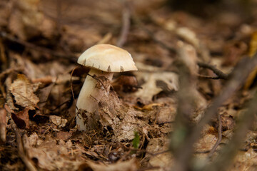 Single Boletus mushroom in the wild. Porcini mushroom grows on the forest floor at autumn season..