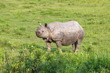 Obraz premium Great indian rhinoceros grazing in Kaziranga National Park,UNESCO world heritage site, assam, India, Asia