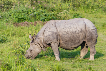 Obraz premium Great indian rhinoceros grazing in Kaziranga National Park,UNESCO world heritage site, assam, India, Asia