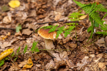 Boletus mushroom in the wild. Porcini mushroom grows on the forest floor at autumn season..