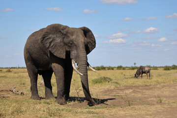 Obraz premium Afrikanischer Elefant / African elephant / Loxodonta africana