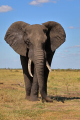 Fototapeta premium Afrikanischer Elefant / African elephant / Loxodonta africana