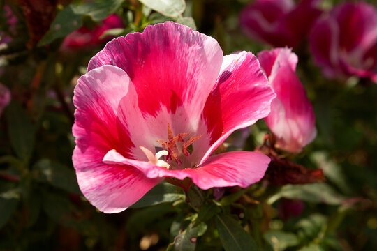 Godetia / Clarkia / Farewell-to-Spring: Flower