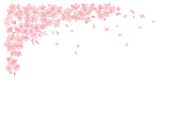 桜の花と舞う花びら　白バック