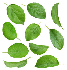 Green apple leaf clipping path