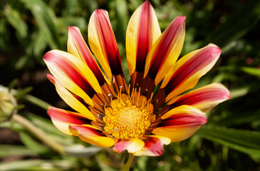 Gazania rigens (syn. G. splendens) is a species of flowering plants in the Asteraceae family.
bright yellow, orange flowers with stripes, flowers like a little sun