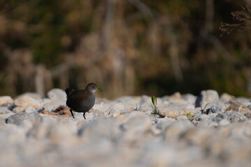 Brown crake (Amaurornis akool) in mountain Area 