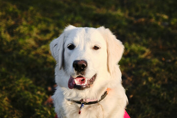 Portrait of a golden retriever with its tongue sticking out on side on a sunny spring day in a park in a green clearing, close-up view. A friendly, cheerful dog.