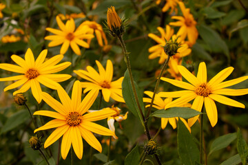 Flowers of Jerusalem Artichoke (Earth Apple), lat. Helianthus tuberosus L. or girasol