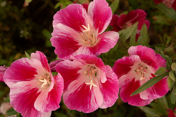 Godetia / Clarkia / Farewell-to-Spring: Flower