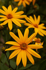 Flowers of Jerusalem Artichoke (Earth Apple), lat. Helianthus tuberosus L. or girasol