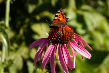 Butterfly urticaria (Lat. Aglais urticae) on the flower of Echinacea purpurea (Lat. Echinacea purpurea). Echinacea purpurea purple coneflower during the summer months.Pink echinacea flowers in the gar