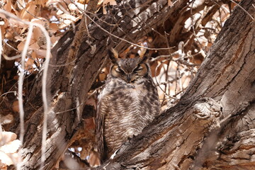 Great Horned Owl (Bubo virginianus)