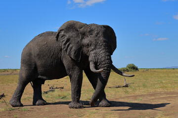 Fototapeta premium Afrikanischer Elefant / African elephant / Loxodonta africana