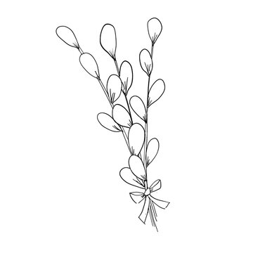 Sketch illustration of a bouquet of willow twigs.