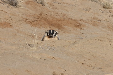American badger (Taxidea taxus) Bisti badlands  New Mexico USA