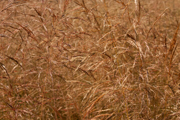 Windmill loose, silky-curved or common, Apera spica-venti. Panicles of wild herbs, herbal...