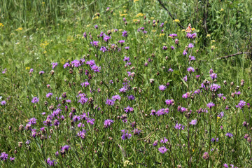 Pink flower of meadow cornflower (Centauréa jacéa) on a green background, Asteraceae family.
 - obrazy, fototapety, plakaty
