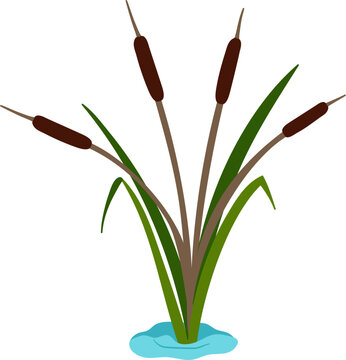brown cattails green leaves water clip art preview