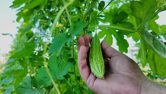 Hand holding a fresh bitter melon (Momordica charantia) in a lush garden, depicting organic farming and healthy eating concepts
