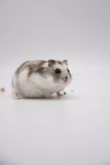 A Contented Campbell Hamster Against a Neutral Backdrop