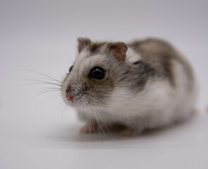 Capturing the Thoughtfulness of a Campbell Hamster against a Neutral Canvas