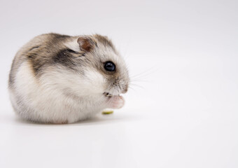 Campbell Hamster's Comfortable Pose on a Blank Canvas