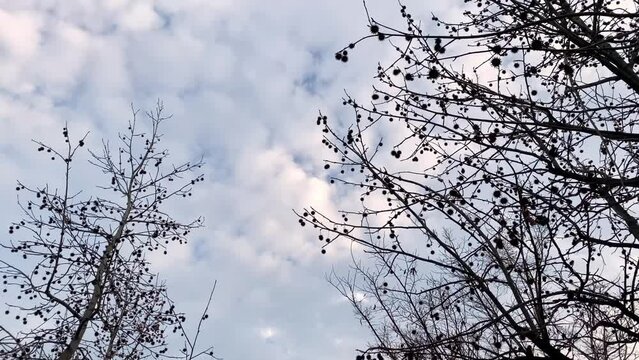 冬空　風に揺れる木の枝と流れる鱗雲