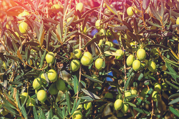 Olive branches with green olives. Nature background