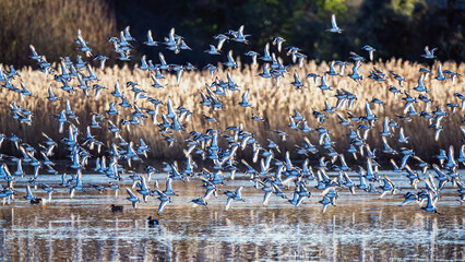 Black-tailed Godwit, Limosa limosa, birds in flight over Marshes at winter time