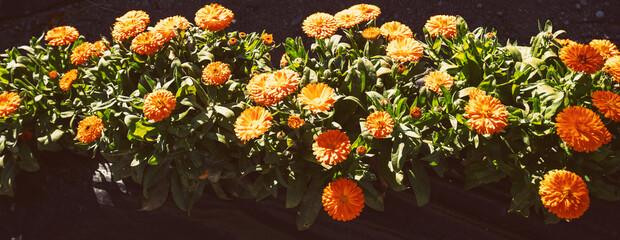 Flowering calendula flowers on a sunny day. Floral nature background. Horizontal banner