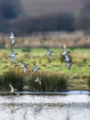 Eurasian Teal, Anas crecca, birds in flight over winter marshes