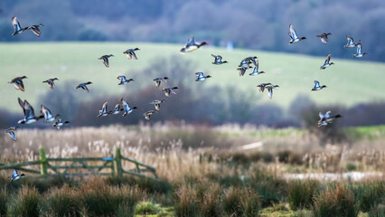 Eurasian Teal, Anas crecca, birds in flight over winter marshes