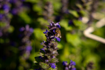 Pollinator bee on blue Bugle wildflower. Insect pollination moment outdoors in spring. Beautiful natural landscape.