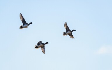 Eurasian Wigeon, Mareca penelope, birds in flight over Marshes